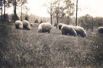 Historic Ottawa Park Toledo OH - Ottawa Park history Toledo - Ottawa Park historic photos Toledo - Frederick Olmsted park design Toledo 
OH sheep